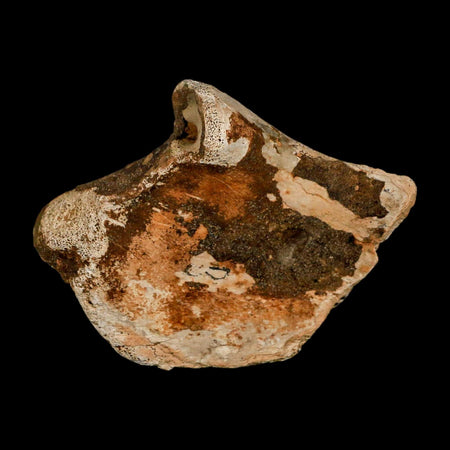 3.6" Triceratops Fossil Bone Lance Creek FM Cretaceous Dinosaur WY COA Metal Stand