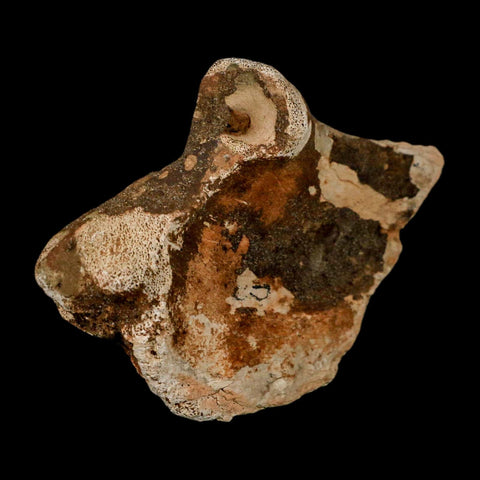 3.6" Triceratops Fossil Bone Lance Creek FM Cretaceous Dinosaur WY COA Metal Stand