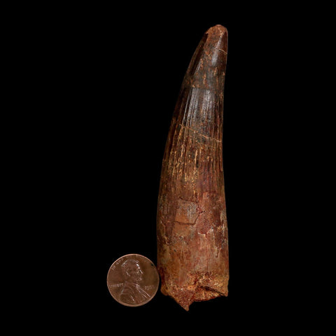 XL 3.9" Spinosaurus Fossil Tooth 100 Million Years Old Cretaceous Dinosaur COA