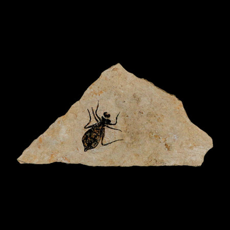 0.7" Dragonfly Larvae Fossil Libellula Doris Plate Upper Miocene Piedmont Italy Display