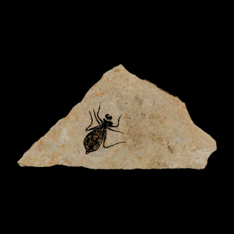 0.7" Dragonfly Larvae Fossil Libellula Doris Plate Upper Miocene Piedmont Italy Display