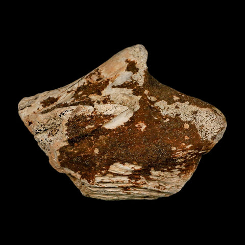 3.6" Triceratops Fossil Bone Lance Creek FM Cretaceous Dinosaur WY COA Metal Stand