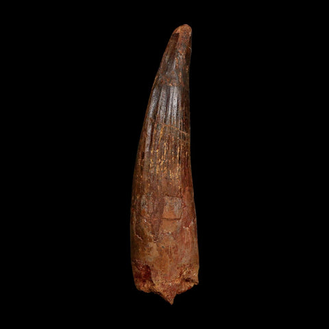 XL 3.9" Spinosaurus Fossil Tooth 100 Million Years Old Cretaceous Dinosaur COA