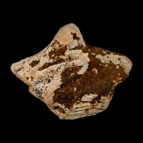 3.6" Triceratops Fossil Bone Lance Creek FM Cretaceous Dinosaur WY COA Metal Stand