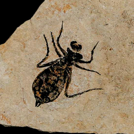 0.7" Dragonfly Larvae Fossil Libellula Doris Plate Upper Miocene Piedmont Italy Display