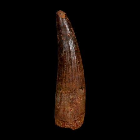 XL 3.9" Spinosaurus Fossil Tooth 100 Million Years Old Cretaceous Dinosaur COA