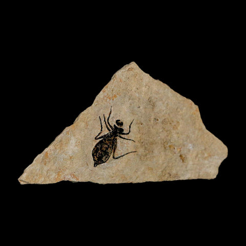 0.7" Dragonfly Larvae Fossil Libellula Doris Plate Upper Miocene Piedmont Italy Display