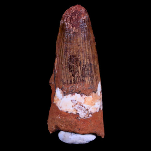 1.9" Spinosaurus Fossil Tooth 100 Mil Yrs Old Cretaceous Dinosaur COA & Stand - Fossil Age Minerals