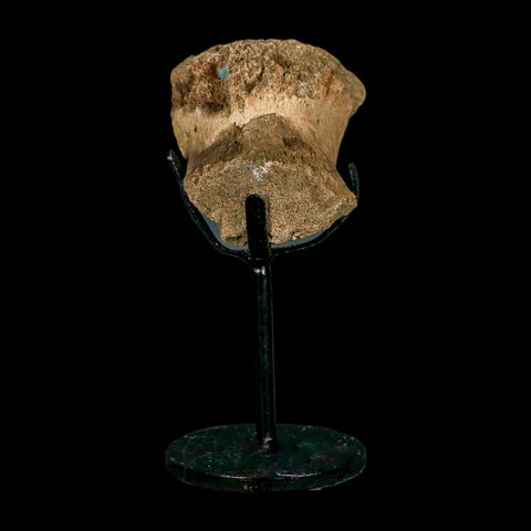 2.3" Edmontosaurus Fossil Vertebrae Hell Creek FM Cretaceous Dinosaur MT COA Stand