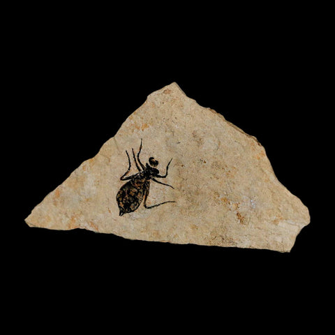 0.7" Dragonfly Larvae Fossil Libellula Doris Plate Upper Miocene Piedmont Italy Display