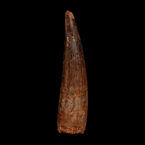 XL 3.9" Spinosaurus Fossil Tooth 100 Million Years Old Cretaceous Dinosaur COA