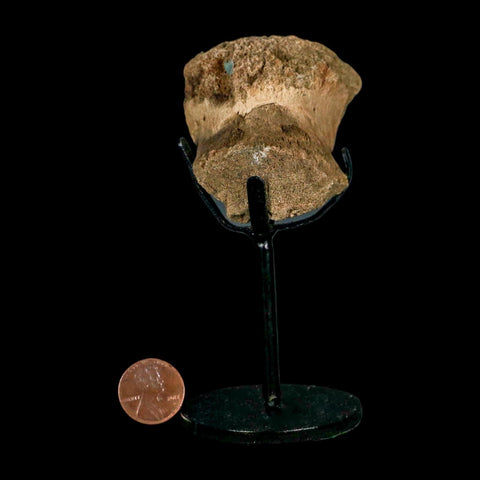 2.3" Edmontosaurus Fossil Vertebrae Hell Creek FM Cretaceous Dinosaur MT COA Stand