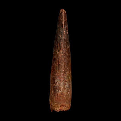 XL 3.9" Spinosaurus Fossil Tooth 100 Million Years Old Cretaceous Dinosaur COA