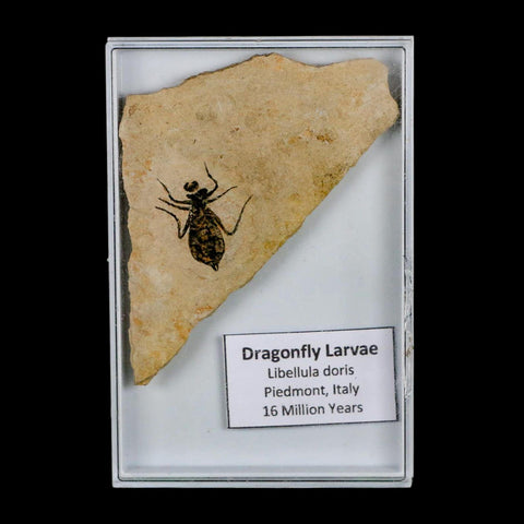 0.7" Dragonfly Larvae Fossil Libellula Doris Plate Upper Miocene Piedmont Italy Display