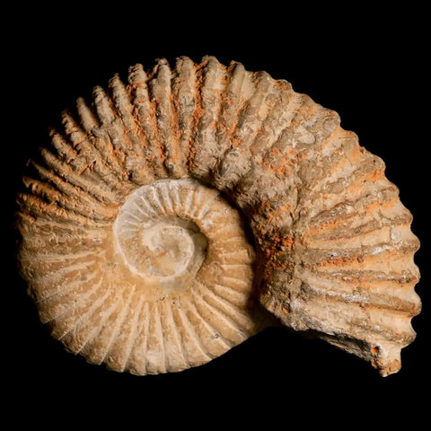 4" Acanthoceras Ammonite Fossil Agadir Morocco 360 Million Year Old COA - Fossil Age Minerals