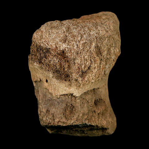 2.3" Edmontosaurus Fossil Vertebrae Hell Creek FM Cretaceous Dinosaur MT COA Stand