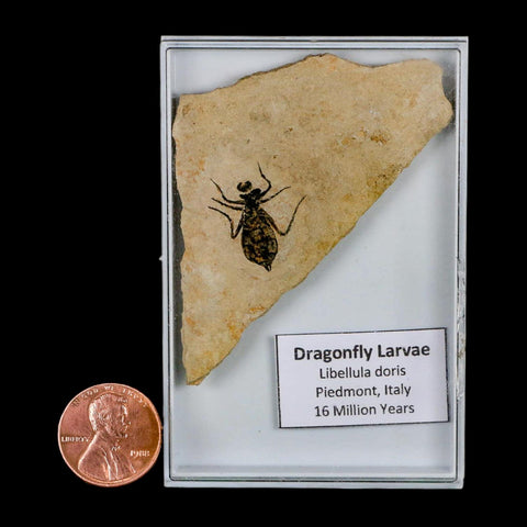 0.7" Dragonfly Larvae Fossil Libellula Doris Plate Upper Miocene Piedmont Italy Display