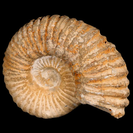 4" Acanthoceras Ammonite Fossil Agadir Morocco 360 Million Year Old COA