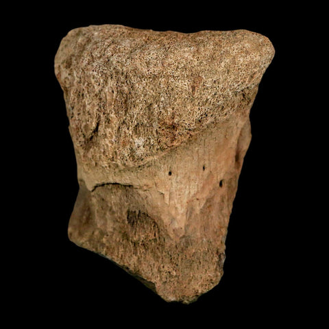 2.3" Edmontosaurus Fossil Vertebrae Hell Creek FM Cretaceous Dinosaur MT COA Stand