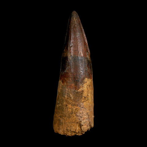 XL 4.1" Spinosaurus Fossil Tooth 100 Million Years Old Cretaceous Dinosaur COA