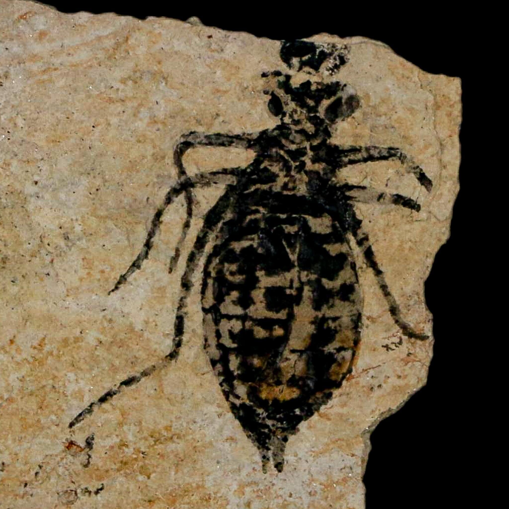 0.7" Dragonfly Larvae Fossil Libellula Doris Plate Upper Miocene Piedmont Italy Display - Fossil Age Minerals