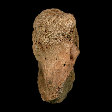 2.3" Edmontosaurus Fossil Vertebrae Hell Creek FM Cretaceous Dinosaur MT COA Stand