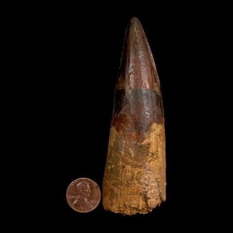 XL 4.1" Spinosaurus Fossil Tooth 100 Million Years Old Cretaceous Dinosaur COA