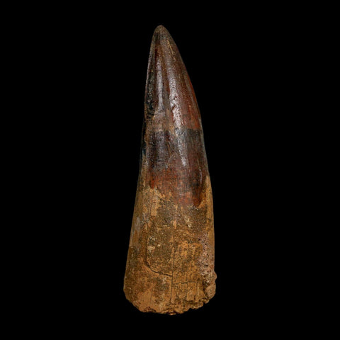 XL 4.1" Spinosaurus Fossil Tooth 100 Million Years Old Cretaceous Dinosaur COA