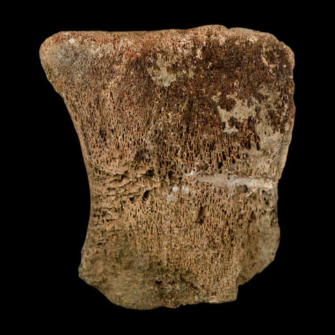 2.3" Edmontosaurus Fossil Vertebrae Hell Creek FM Cretaceous Dinosaur MT COA Stand