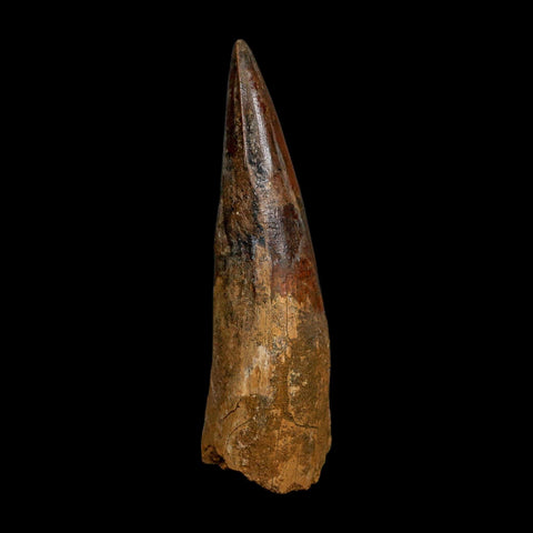XL 4.1" Spinosaurus Fossil Tooth 100 Million Years Old Cretaceous Dinosaur COA
