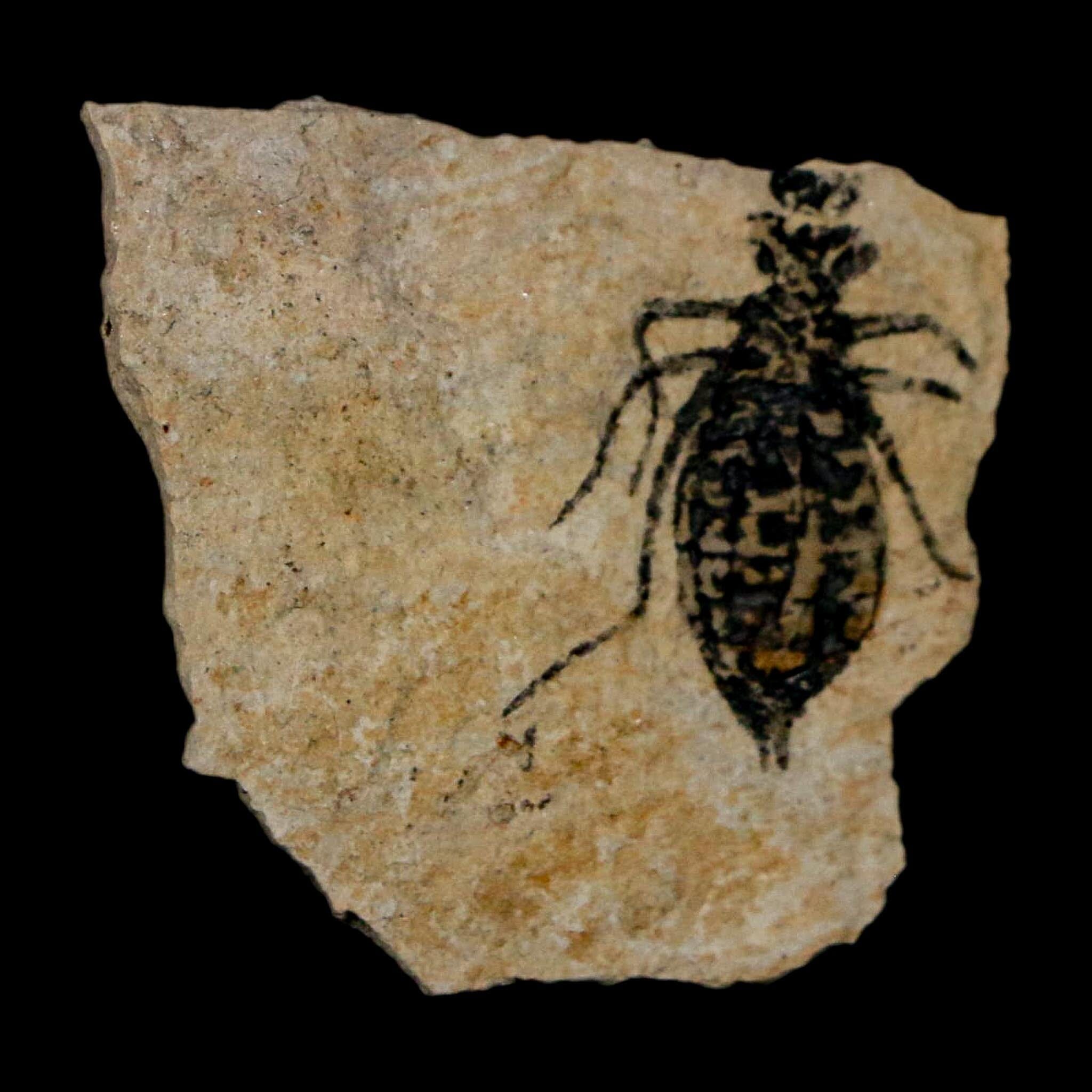 0.7" Dragonfly Larvae Fossil Libellula Doris Plate Upper Miocene Piedmont Italy Display - Fossil Age Minerals