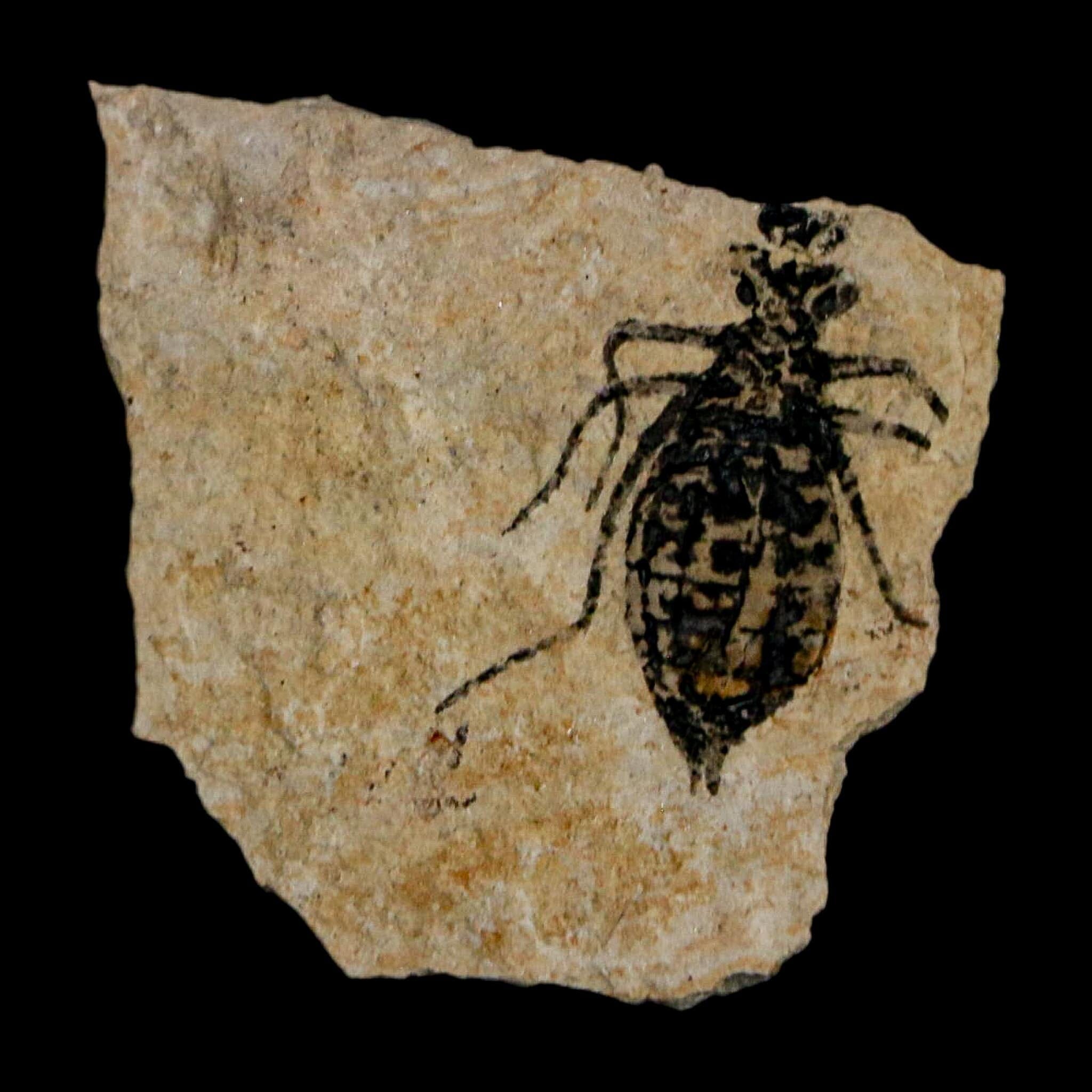0.7" Dragonfly Larvae Fossil Libellula Doris Plate Upper Miocene Piedmont Italy Display - Fossil Age Minerals
