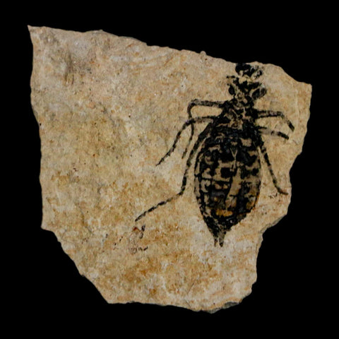 0.7" Dragonfly Larvae Fossil Libellula Doris Plate Upper Miocene Piedmont Italy Display