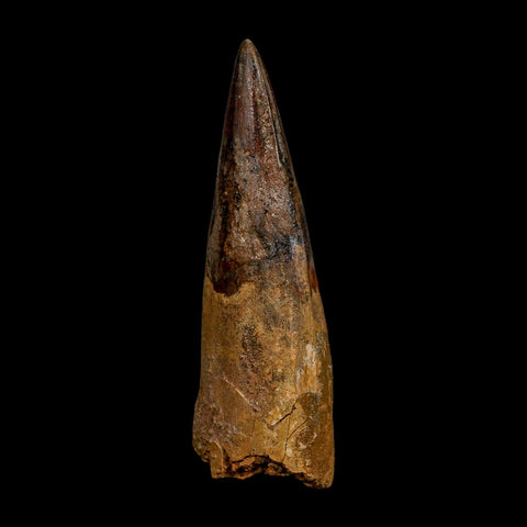 XL 4.1" Spinosaurus Fossil Tooth 100 Million Years Old Cretaceous Dinosaur COA