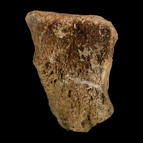 2.3" Edmontosaurus Fossil Vertebrae Hell Creek FM Cretaceous Dinosaur MT COA Stand