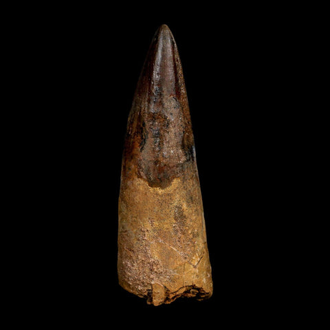 XL 4.1" Spinosaurus Fossil Tooth 100 Million Years Old Cretaceous Dinosaur COA