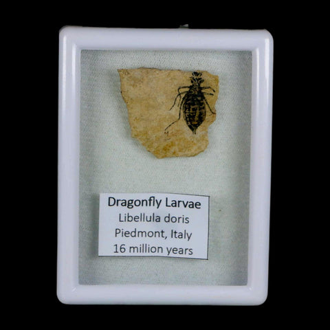 0.7" Dragonfly Larvae Fossil Libellula Doris Plate Upper Miocene Piedmont Italy Display