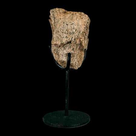 3.9" Triceratops Fossil Limb Bone Lance Creek FM Cretaceous Dinosaur WY COA Stand