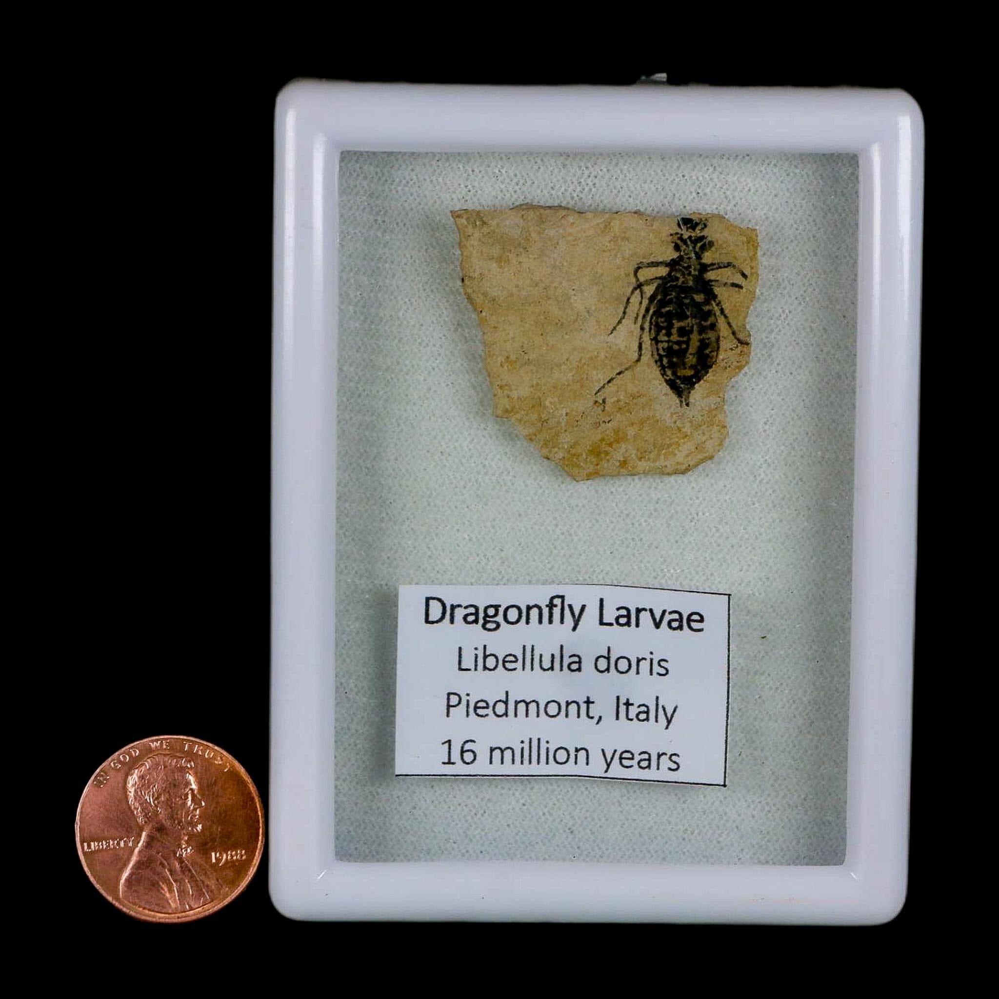 0.7" Dragonfly Larvae Fossil Libellula Doris Plate Upper Miocene Piedmont Italy Display - Fossil Age Minerals