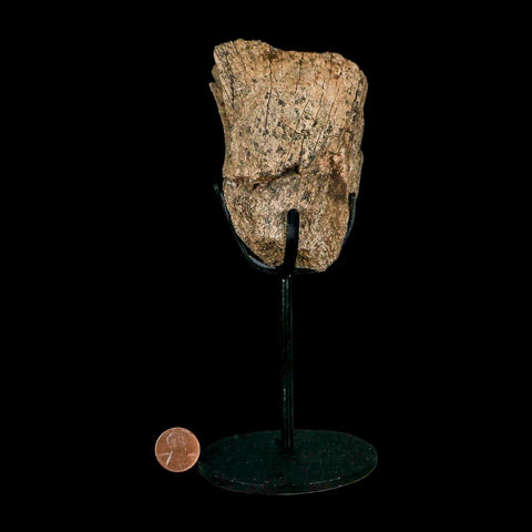 3.9" Triceratops Fossil Limb Bone Lance Creek FM Cretaceous Dinosaur WY COA Stand