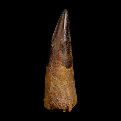 XL 4.1" Spinosaurus Fossil Tooth 100 Million Years Old Cretaceous Dinosaur COA