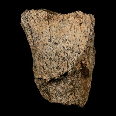3.9" Triceratops Fossil Limb Bone Lance Creek FM Cretaceous Dinosaur WY COA Stand