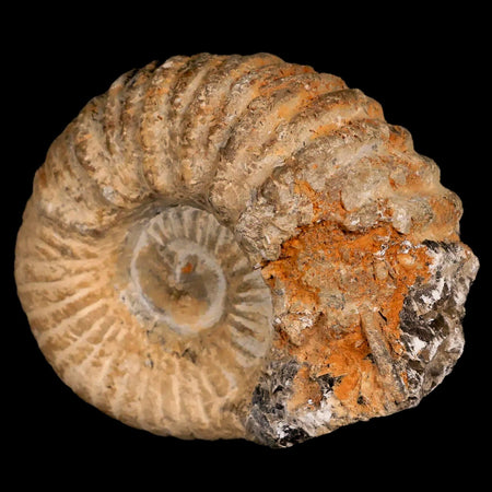 3.4" Acanthoceras Ammonite Fossil Agadir Morocco 360 Million Year Old COA