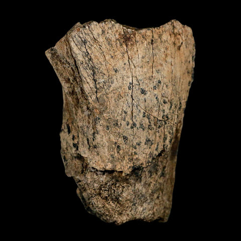 3.9" Triceratops Fossil Limb Bone Lance Creek FM Cretaceous Dinosaur WY COA Stand