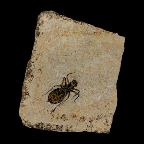 0.8" Dragonfly Larvae Fossil Libellula Doris Plate Upper Miocene Piedmont Italy Display