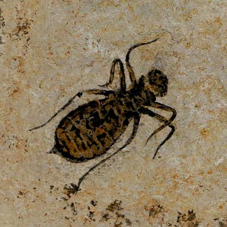 0.8" Dragonfly Larvae Fossil Libellula Doris Plate Upper Miocene Piedmont Italy Display