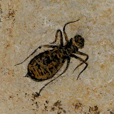 0.8" Dragonfly Larvae Fossil Libellula Doris Plate Upper Miocene Piedmont Italy Display