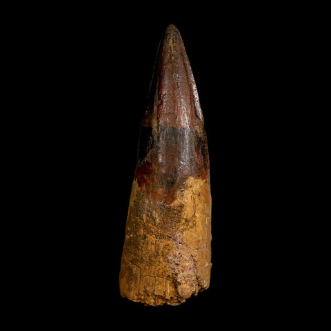XL 4.1" Spinosaurus Fossil Tooth 100 Million Years Old Cretaceous Dinosaur COA