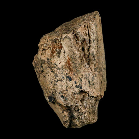 3.9" Triceratops Fossil Limb Bone Lance Creek FM Cretaceous Dinosaur WY COA Stand