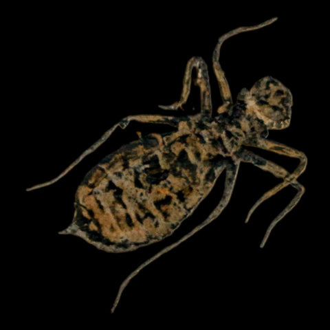 0.8" Dragonfly Larvae Fossil Libellula Doris Plate Upper Miocene Piedmont Italy Display